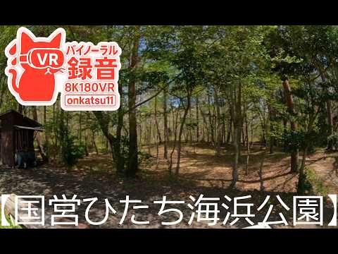 🌼 [Hitachi Seaside Park — A Spring Walk Through Blooming Landscapes (8K VR180)] 🌿✨Chapter Seven‼