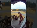 “Grandma vs. Bear: The Ultimate Showdown 🐻👵” #ai #funny #comedy #aishorts #foryou
