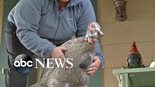 Rescued Thanksgiving Turkey Is Now a Pet