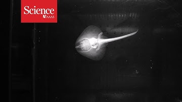 Snippet: Watch a juvenile little skate walk with tiny legs