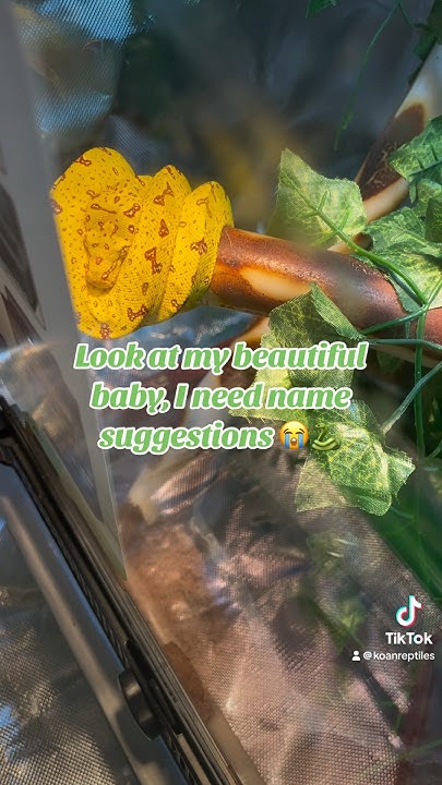 Green tree python setup/care!🐍 - YouTube