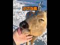 動物には本当に感情があるのか​​？ #動物 #動物プロダクション #animals #自然 #癒し