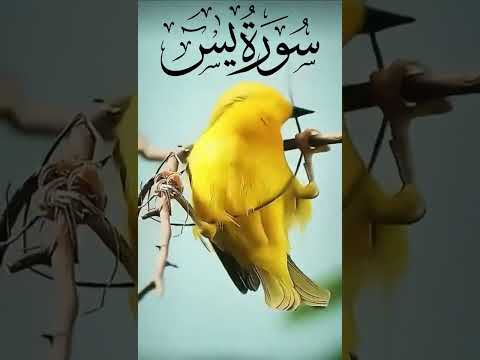 تلاوة تخطف القلوب اكسبلور تيك توك