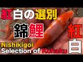 【錦鯉】紅白の選別　Selection of Kohaku【koi】