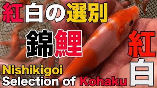 【錦鯉】紅白の選別　Selection of Kohaku【koi】