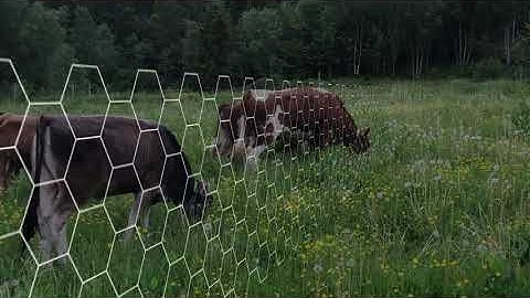 Cattle grazing with Nofence virtual fencing technology