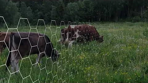 Cattle grazing with Nofence virtual fencing technology