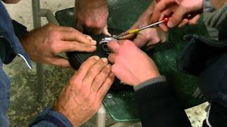 Six hands trying to change the tire on a tail wheel.