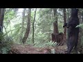 iZeeker Trail Camera - Thanks for the close-up. You are looking good.