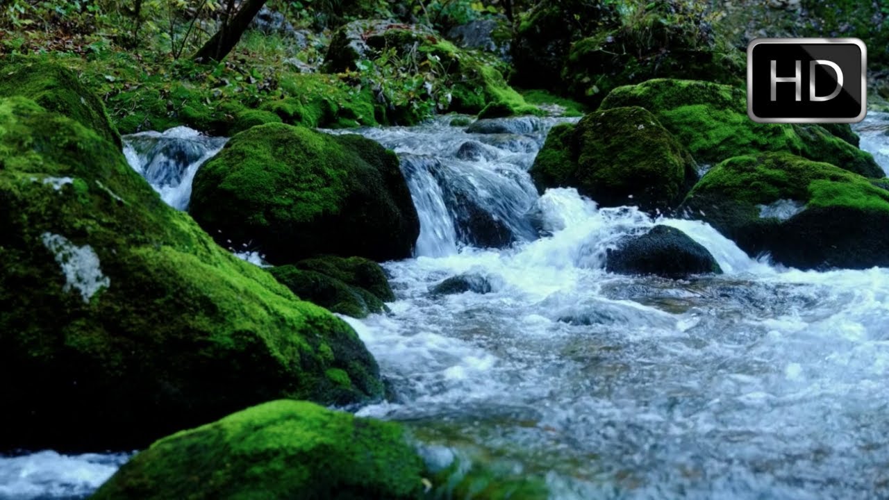 Beautiful Forest River Flowing Sound. Relaxing Nature Sounds - No Birds ...