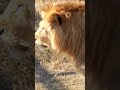 ❤️Львы. Любимые и неповторимые! #shortvideo #shorts #lions #animals #тайган