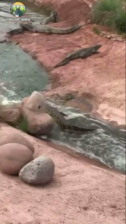 Buaya main perosotan