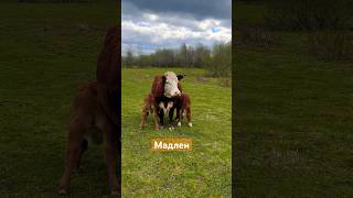 Мадлен не делит деток на своего и приемного! #герефорд #корова #теленок #кормление #молоко #яжемать