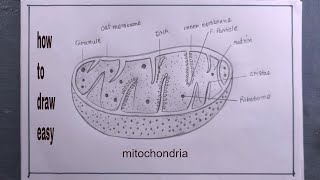 how to draw mitochondria/mitochondria drawing