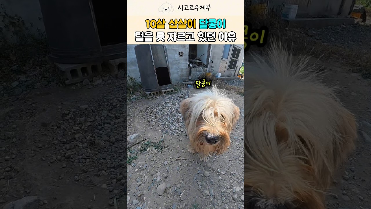 아들 잃은 슬픔에 강아지를 돌보지 못한 할머니 😭 눈물바다가 된 삽살개 달콩이네 #강아지 #반려견 #shorts