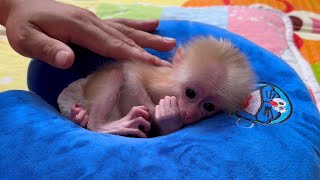 Cute baby monkey wakes up dad to take a bath