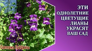 Эти однолетние цветущие лианы стоит посадить в саду и на даче