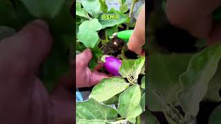Harvesting ASMR 👂🏻🔊