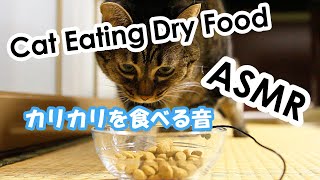 ASMR : Cat Eating Dry Food　咀嚼音猫がカリカリを食べる音
