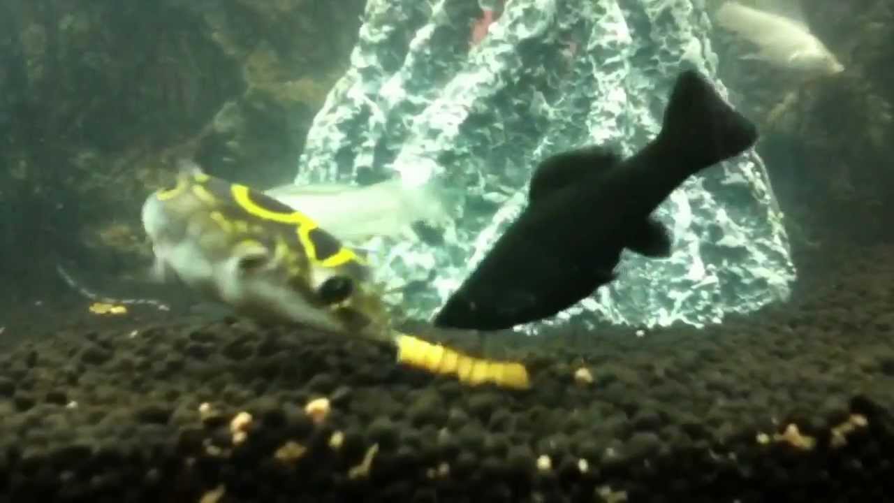 Figure 8 puffer fish feeding - YouTube
