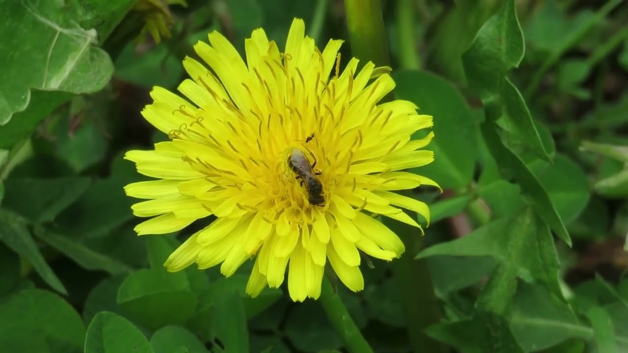 Ecologie van Bestuivers en Bestuiving door Dr. Margaux Boeraeve (gastprofessor U Antwerpen)