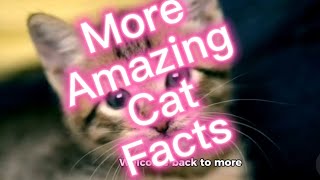 Amazing Cat Facts! Unusual Cats