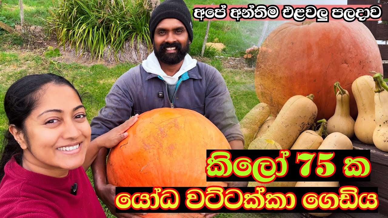 කිලෝ 75 ක අපේ යෝධ වට්ටක්කා ගෙඩිය 😱| Winter එකට  ලෑස්ති වෙන අපි දෙන්නා 🥶😵‍💫 NZ farming Life 🇳🇿