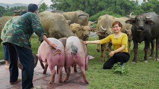 120 Days: Selling Pigs, Animals Care - Harvest Squash Garden Goes to Market Sell | Lica Daily Life