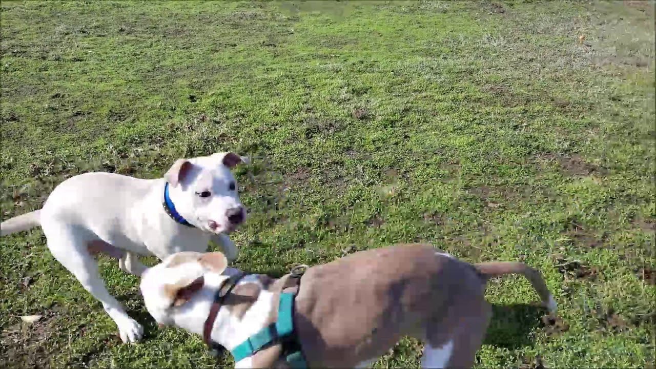 Potters rescue story YouTube