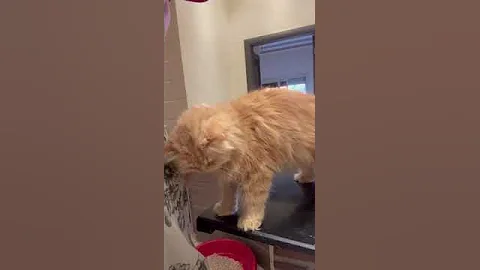 Watch the video about FUEGO - Persian Cat For Adoption