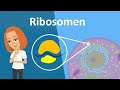 Ribosomen - Translation, Aufbau & Funktion | Studyflix