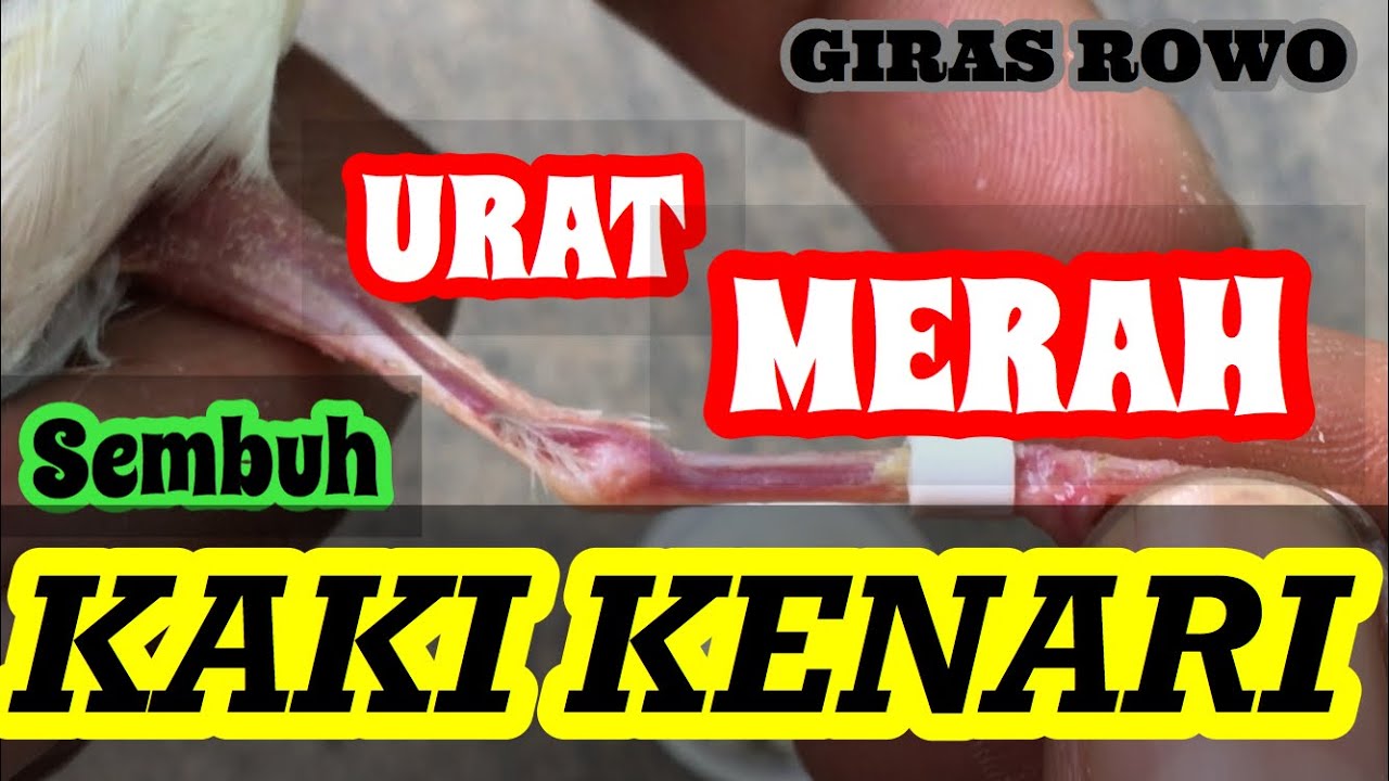SEMBUH | Cara Mengobati Penyakit URAT MERAH Pada Kaki Kenari 