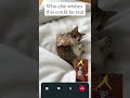 MEOWL! (CUTE WARNING)