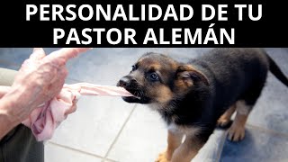 Descubre La Personalidad Del Pastor Alemán: ¡Prepárate Para Enamorarte De Tu Perro! by Pastor Alemán Y Amigos 2,720 views 1 year ago 4 minutes, 36 seconds