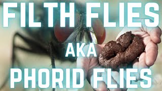 PHORID FLIES!!! Do You Really Want to Know What these Flies Do?