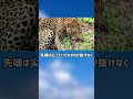ぴえん過ぎる生き物紹介　ヤマアラシ　最強の弱点　ショートver