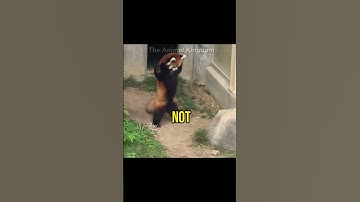 Red Panda: Not the Ordinary Panda, What makes it different? #shorts #animal #animals #redpanda