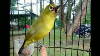 MASTERAN PLECI NEMBAK LOVEBIRD TERBARU