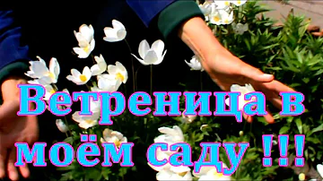 Анемона /ветреница лесная / Весенние цветы для украшения участка.