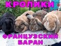 Кролики породы Французский Баран.