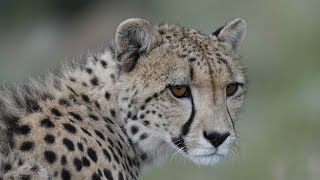 Can we save the Cheetah from extinction?