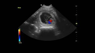Ultrasound of Canine Fetal Heartbeat