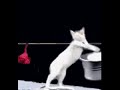 Коты стирают бельё