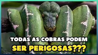 VOCÊ TEM MEDO DE COBRAS? Será que TODAS elas podem ser PERIGOSAS?