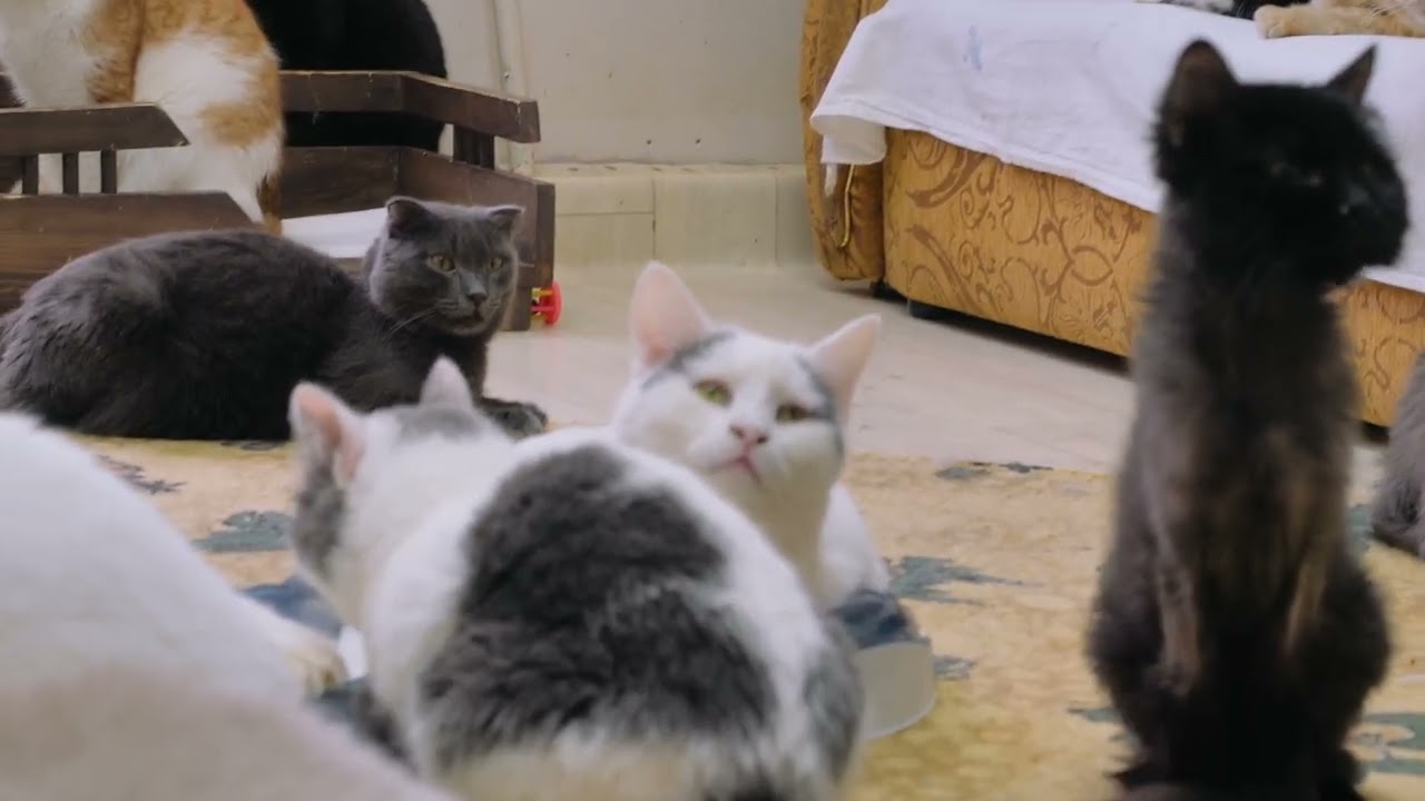 Приют для кошек в Челябинске — Зооцентр