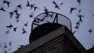 Thousands Of Vauxs Swifts Dive Into A Chimney, Los Angeles