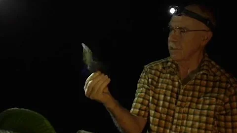 Merlin Tuttle training a bat