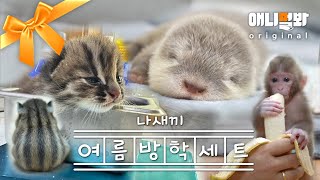 World’s Cutest Baby Animals Compilatio