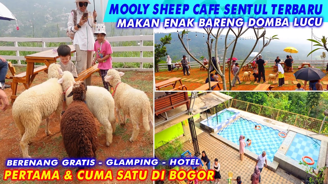 WOOLY SHEEP CAFE RESTO SENTUL TERBARU | CAFE DOMBA HITS DI SENTUL BOGOR