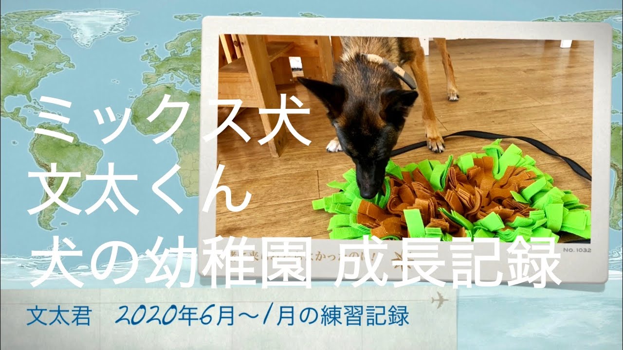 犬技 一芸 ベックという技の教え方 Youtube 犬技 一芸 ベックという技の教え方 Youtube